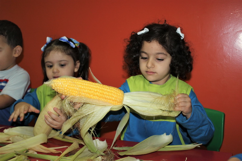 Corn is, once again, on the menu of KG1